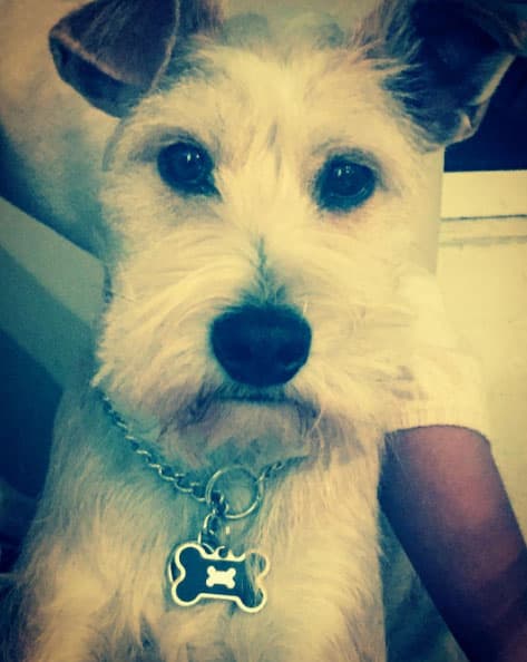 Rocky es el peludo y fiel compañero de Lisardo.