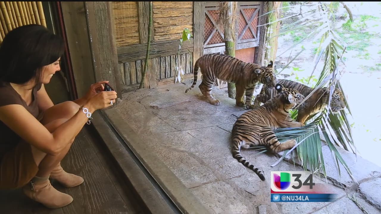 Crecen cuestionamientos acerca de la exhibición de animales en zoológicos