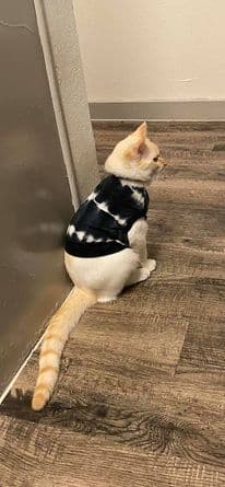 Nube llegó hace ocho meses y se ha convertido en un miembro más de la familia Garma.
<br>
<br>