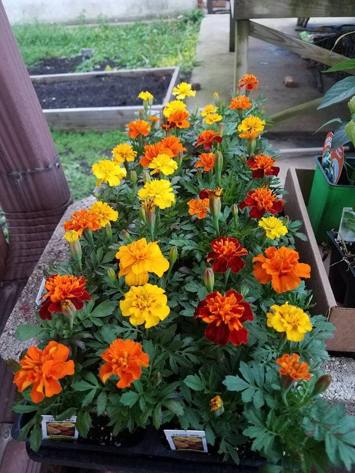 El área donde se encuentra este vibrante jardín comunitario llamado "El paseo" alguna vez fue un terreno abandonado al oeste de Chicago. Sin embargo, hoy en día es un lugar donde personas de todas las edades conviven, aprenden y cosechan sus propios alimentos.