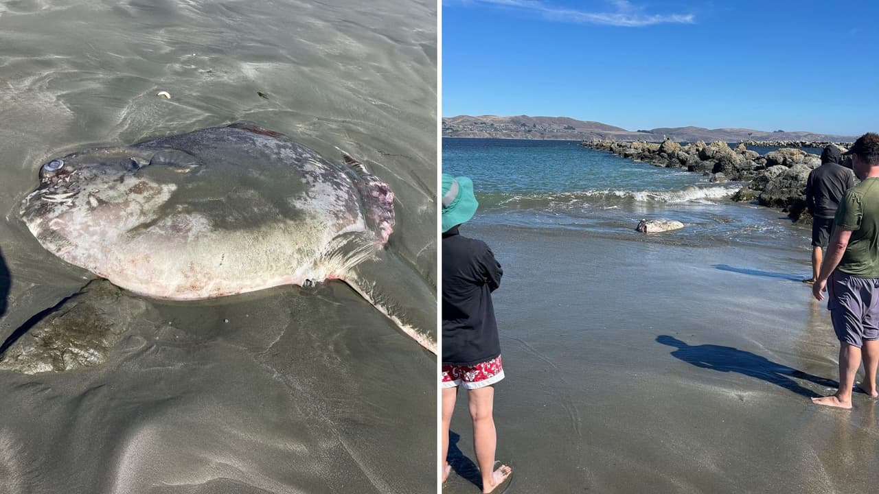 Un pez gigante y raro aparece en costas de California: así lo encontraron