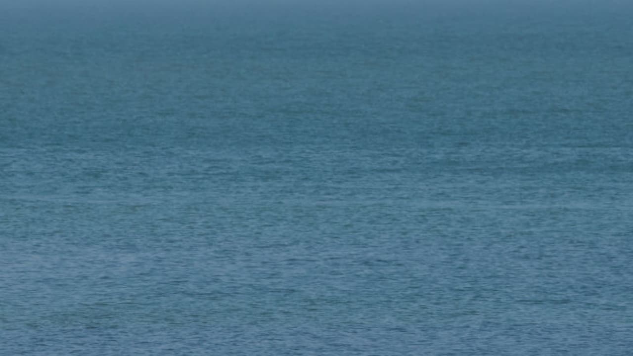 “Hay que llevarlo a tierra, un tiburón lo ha mordido”: así rescataron a un buzo en Key Biscayne