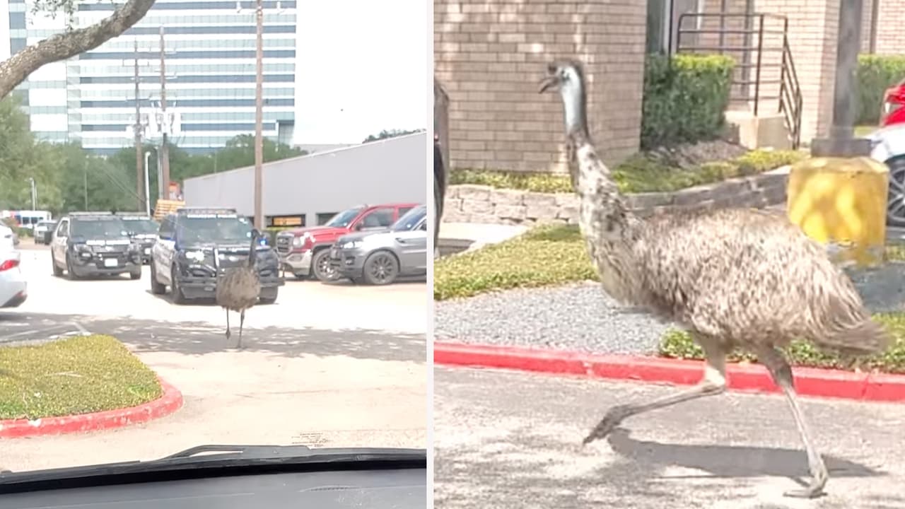Comparten video de emú que al parecer intenta huir de la policía al norte de la ciudad de Houston 