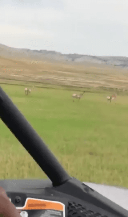 La empresaria publicó un video en sus redes sociales el 14 de septiembre, en el que se aprecia a unos antílopes americanos corriendo mientras ellos conducen un vehículo todo terreno.