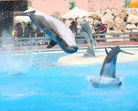 <b>Zoológicos y acuarios</b> 
<br>A partir del 29 de mayo podrán reabrir los zoológicos. Mientras, el 22 de mayo, los acuarios, cavernas naturales e instalaciones similares, pueden operar con hasta el 25% de la capacidad total.