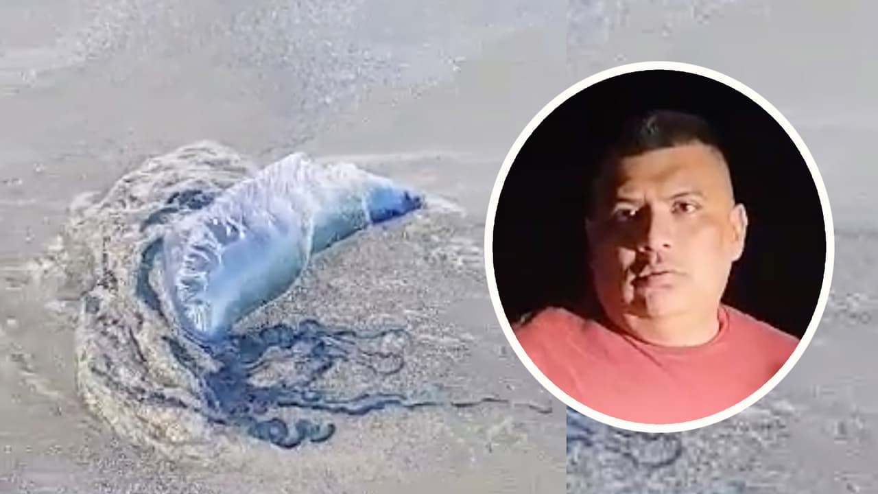 Claudia Flores, su esposo Walter Ávalos y su familia, originarios de El Salvador, compartieron imágenes de la 
<b><a href="https://www.univision.com/local/houston-kxln/medusa-carabela-portuguesa-claudia-fores-walter-avalos-playa-freeport-texas?890" target="_blank">medusa carabela portuguesa carnívora</a></b> y aseguran que gracias a un reportaje que vieron en Univision 45, evitaron entrar en contacto con el animal.