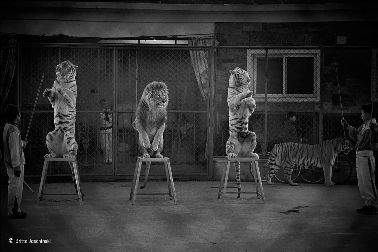 'Gatos rotos'. Crédito: Britta Jaschinski. Ganador de categoría: Imágen única.