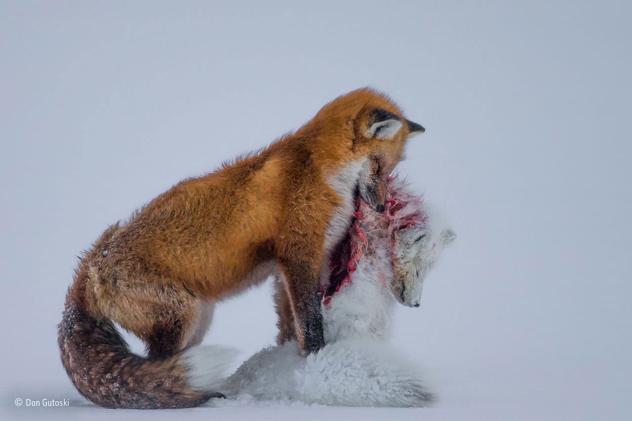'Una historia de dos zorros'. Crédito: Don Gutoski. Ganador del concurso Wildlife Photographer of the Year 2015.