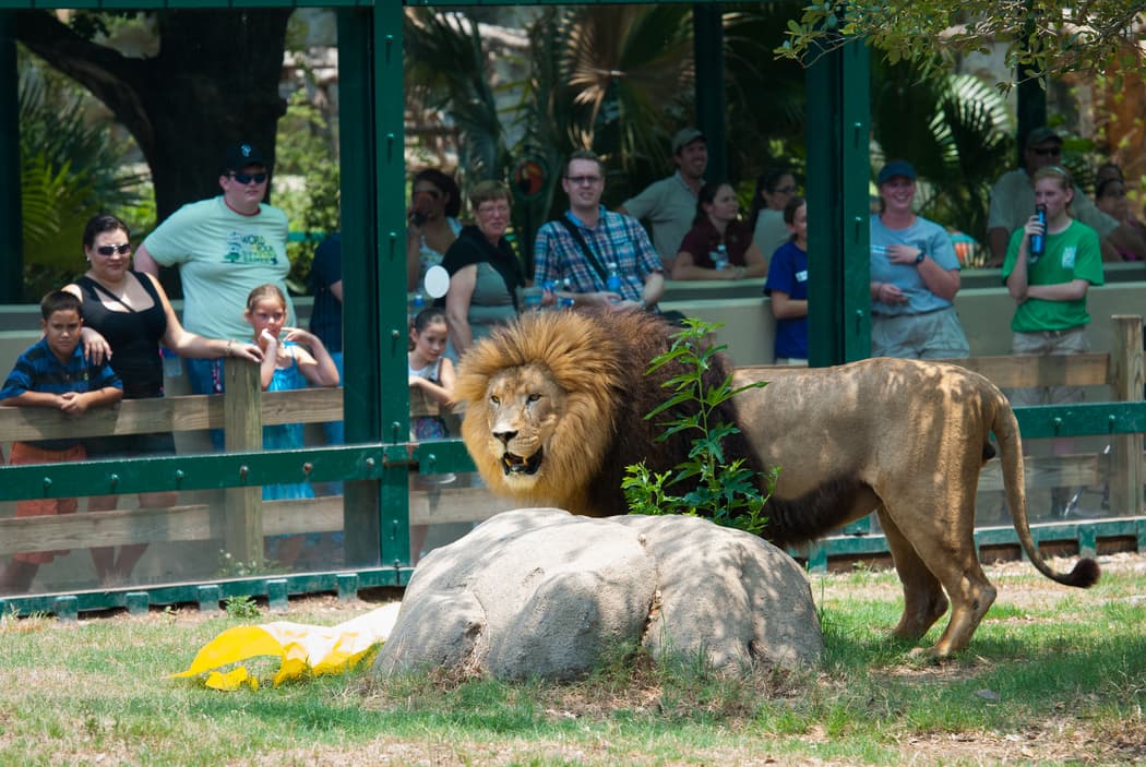 Jonathan fue traído al zoológico de Houston en 2006 y vivió la mayor parte de su vida allí. El león había sido rescatado de un dueño particular cuando tenía pocos años de edad.