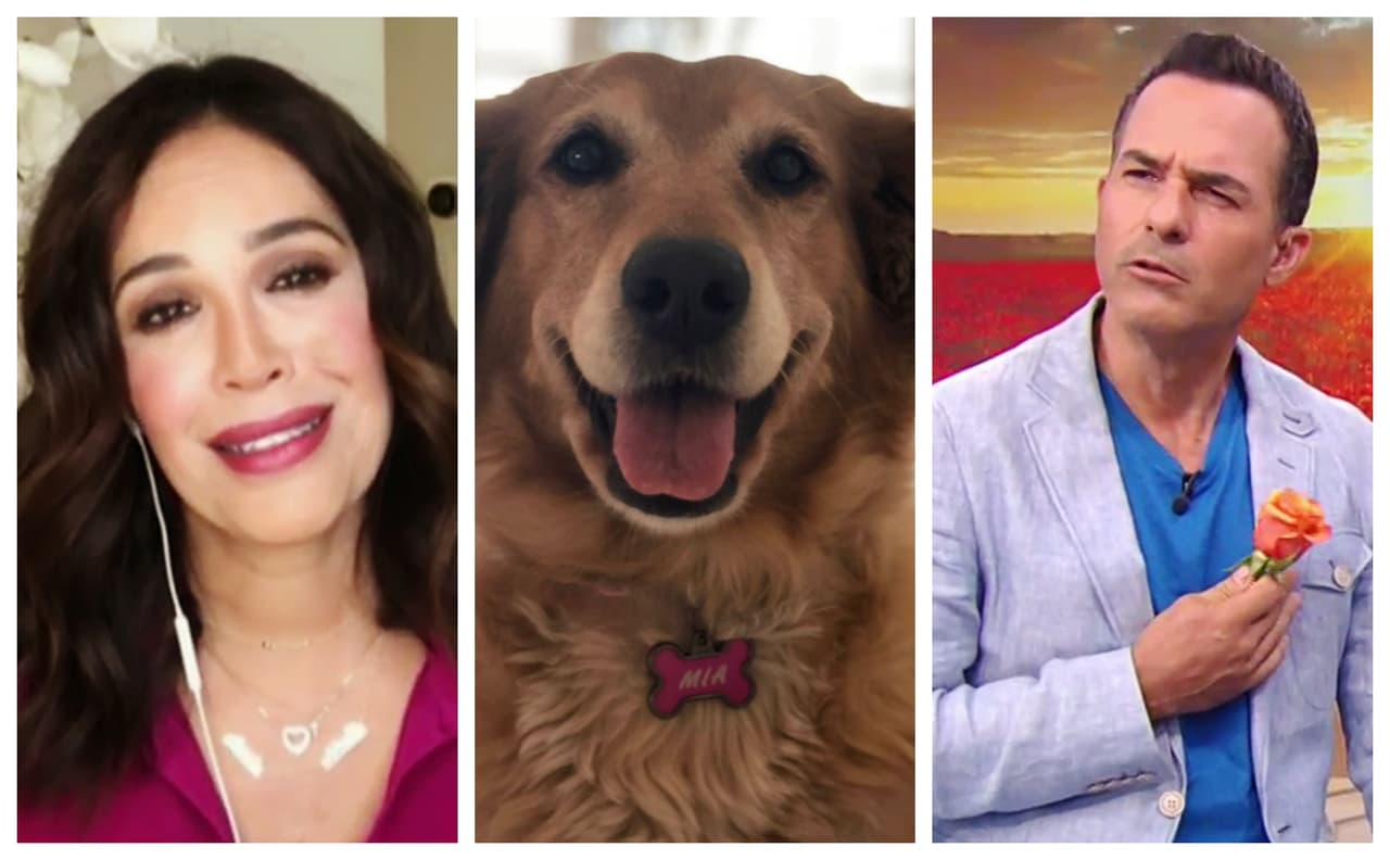 Mucho amor a nuestras mascotas, información que empodera y diversión al por mayor en Despierta América