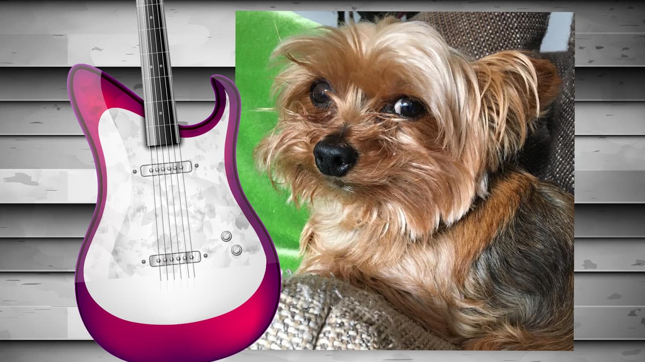 El perrito de Diana Reyes es toda una monería. Este yorkshire terrier tiene su propia cuenta de Instagram (@soyjalapeno) y acompaña a la cantante a todas partes. Aunque aún no cuenta con muchos seguidores, sólo unos 200, creemos que pronto tendrá star status. Isn't he the cutest?