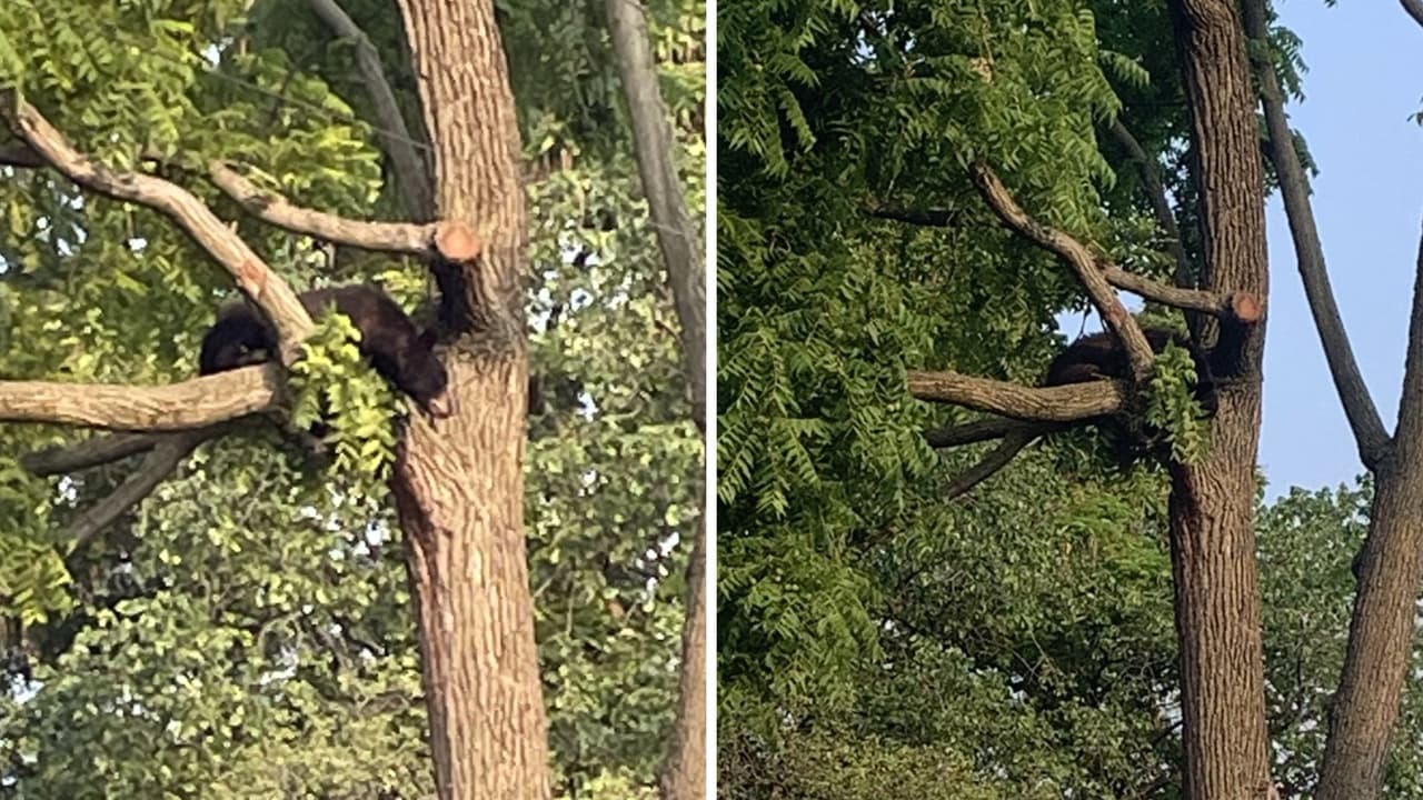 Capturan a oso negro que andaba merodeando en un vecindario de Washington DC