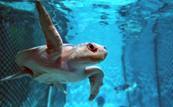 Entre las décadas de 1940 y 1960, la población se desplomó cuando la gente recogió sus huevos y los vendió en pequeños pueblos de Texas y México, según el Servicio de Parques Nacionales.