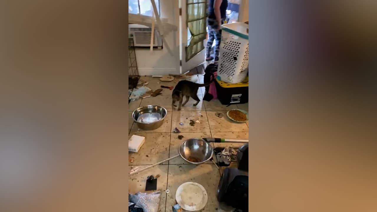 Hallan más de 50 gatos, entre vivos y muertos, en una casa de Broward