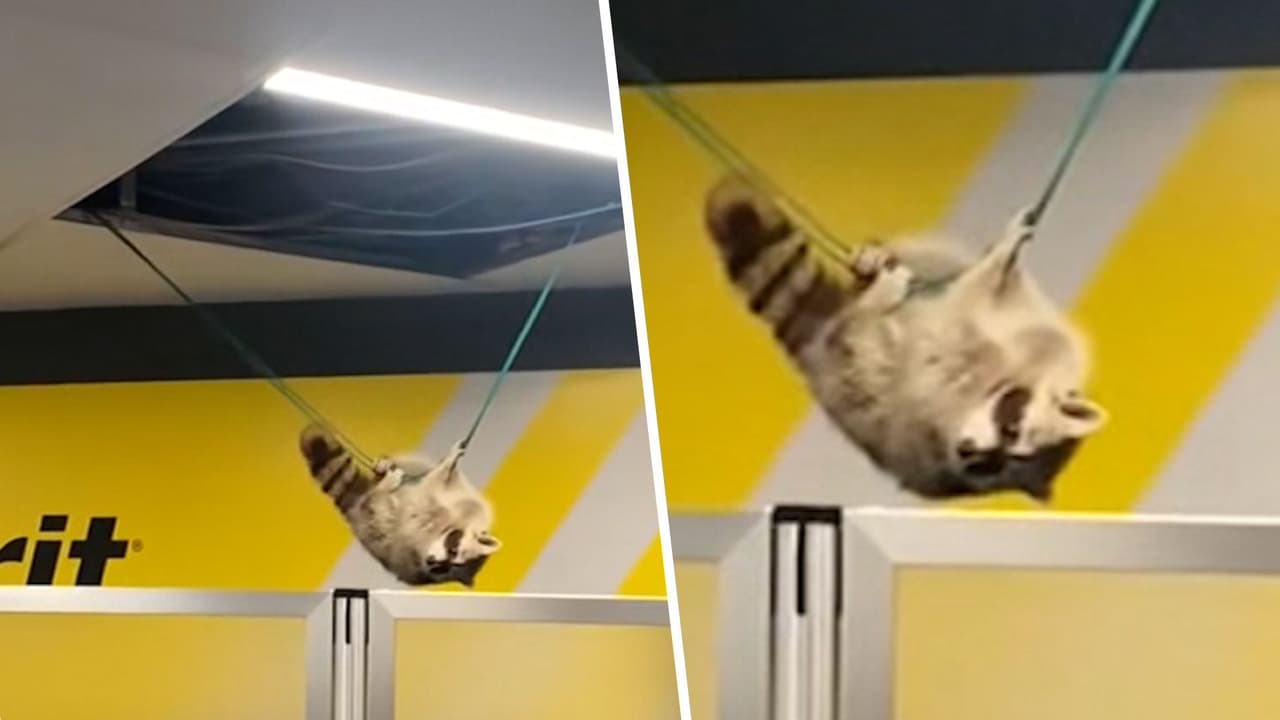 Mapache sorprende a viajeros en sala del aeropuerto de LaGuardia en Nueva York