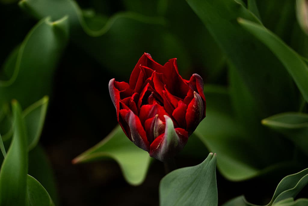 La exhibición está 
<b>en constante renovación</b> como se muestra en esta imagen de un tulipán en pleno proceso de florecimiento.