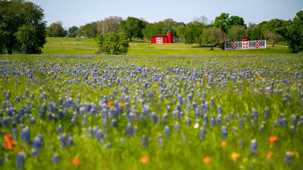 Lupinus Texensis es uno de los seis tipos de Bluebonnet que existen y que crecen en Texas y otras partes del suroeste de EEUU. En el área de Houston se pueden observar en los campos y praderas del poblado de Chapel Hill.