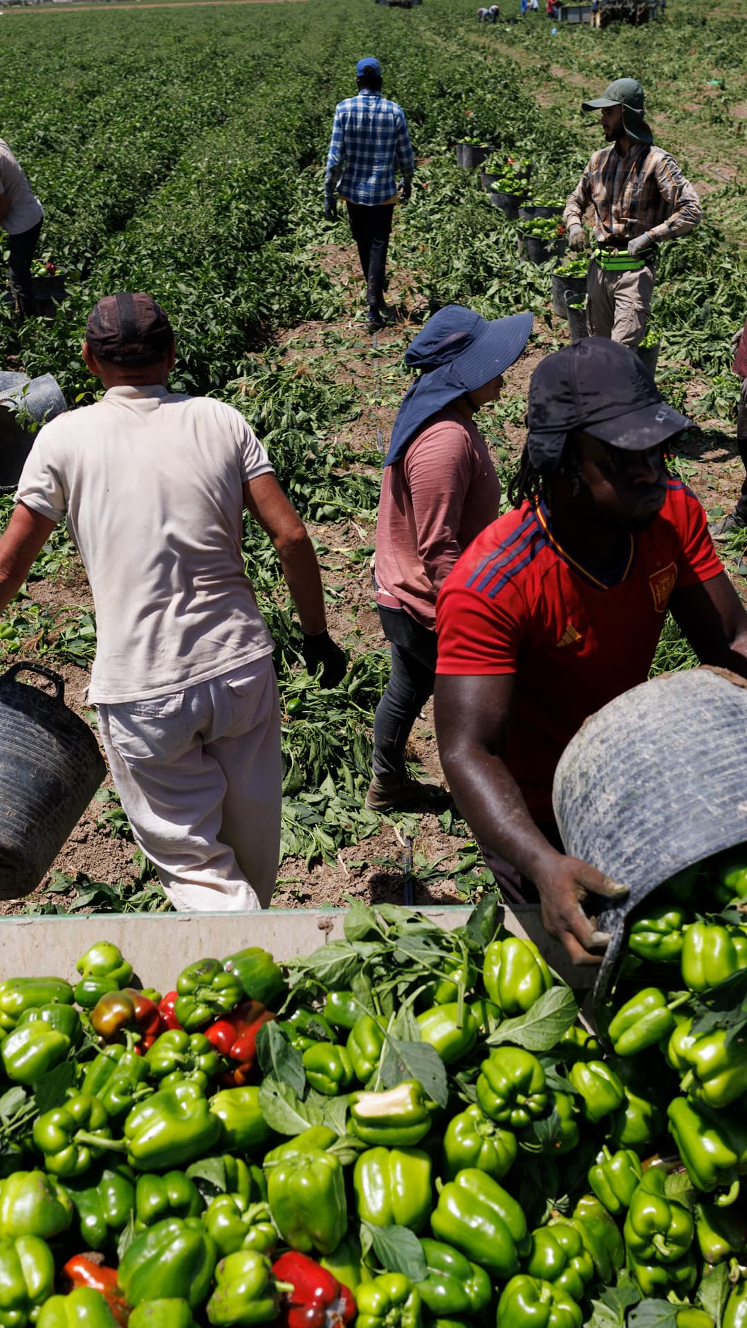 Juez frena recorte salarial a trabajadores agrícolas