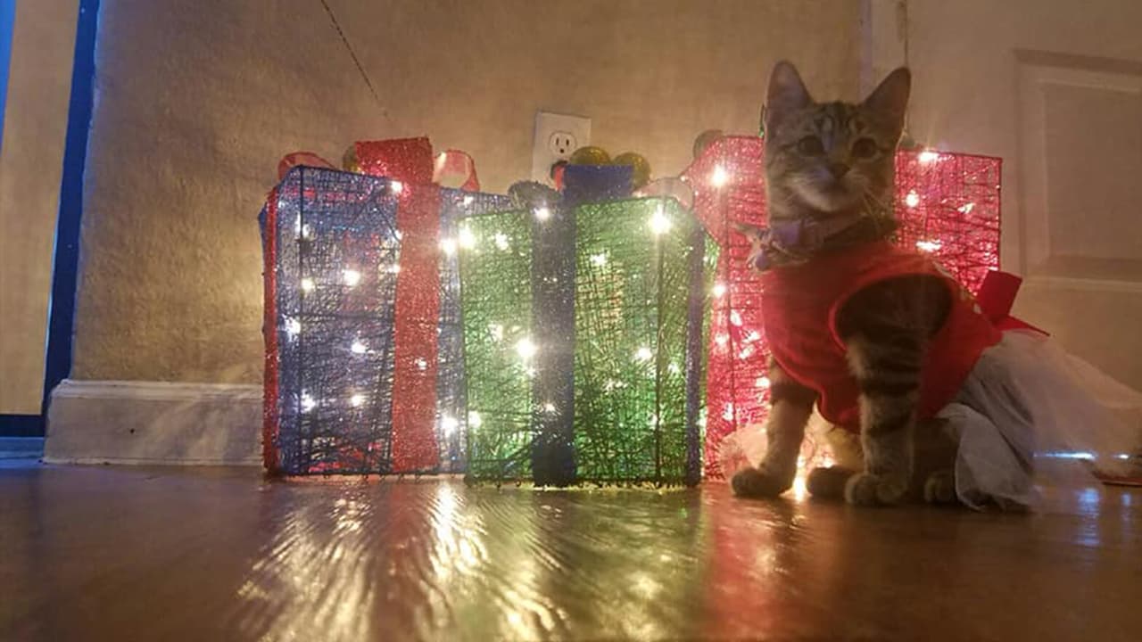 B Elenna Lopez - "Ella es fresa 😘"