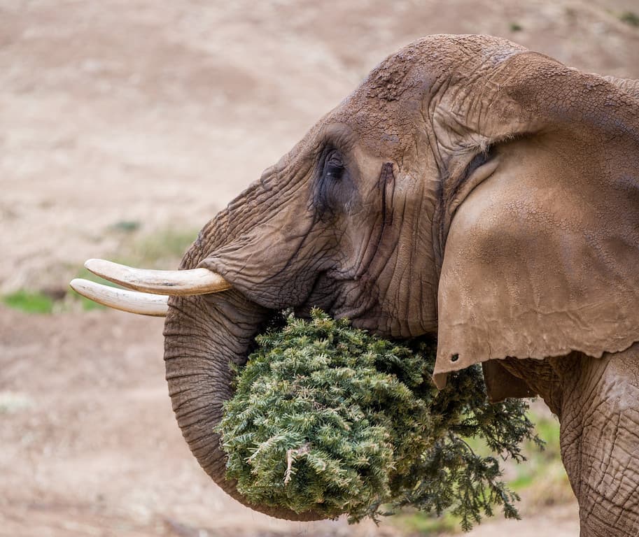 Los veterinarios del zoológico la examinaban regularmente por cualquier problema de salud, que incluía inspecciones de las plantas de los pies y análisis de sangre, y no había indicios de ningún problema. En septiembre de este año, el zoológico celebró su cumpleaños número 50, que incluyó algunas de sus delicias favoritas.