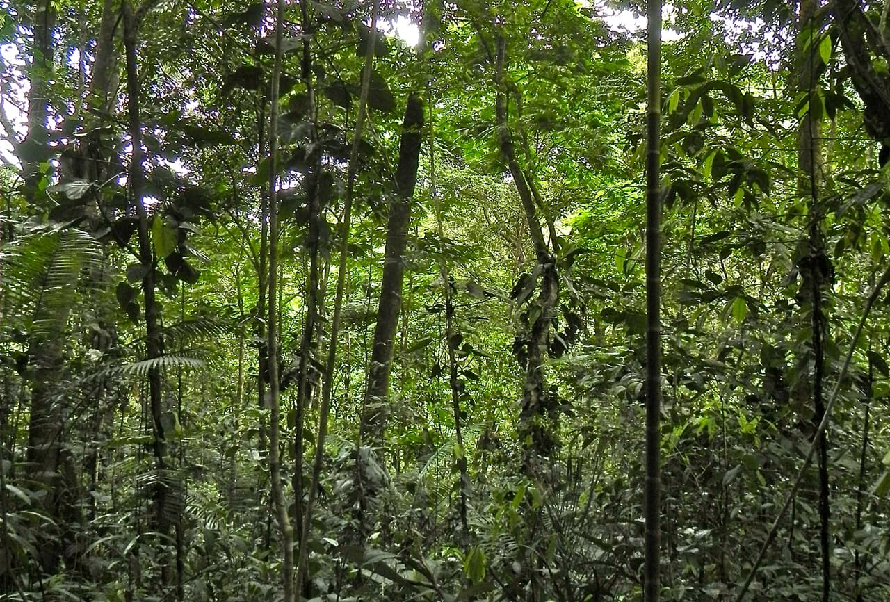 El valor de los bosques jóvenes de América Latina