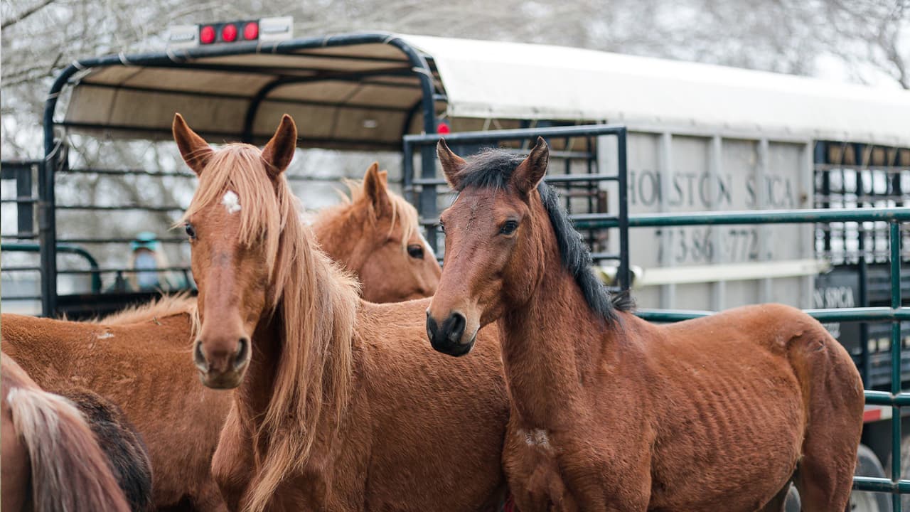 Y no esperar a que sea demasiado tarde, indicó Adam Reynolds, jefe del departamento de crueldad animal.