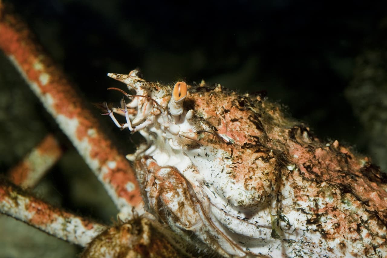 El cangrejo gigante japonés puede llegar a medir hasta 12 pues de largo.