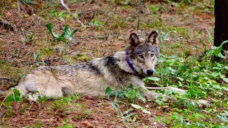 Lobo gris que hizo un histórico viaje a Kern muere golpeado por un vehículo