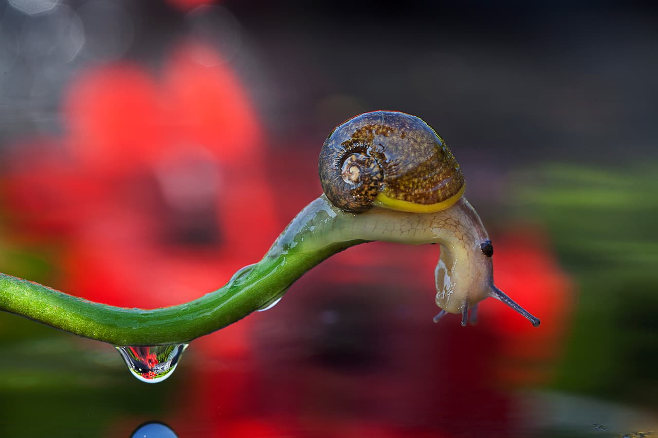 <b>‘Mi rojo hogar’</b>, finalista en la categoría ‘primer plano de la naturaleza’. Fue tomada en Latina, Italia. 
<a href="https://www.univision.com/noticias/trending/dos-ratones-peleando-y-un-orangutan-boxeador-las-fotos-premiadas-de-la-vida-silvestre-fotos"><u>Vea aquí las fotos de naturaleza premiadas por Museo de Historia Natural de Londres</u></a>