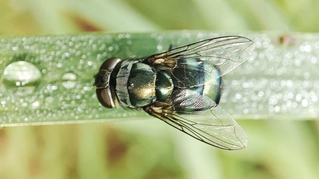 <h3 class="cms-H3-H3">Señales de alerta en animales </h3>Las autoridades sanitarias recomiendan
<b> vigilar de cerca a los animales, sobre todo si tienen heridas recientes.</b>
<br>Algunas señales de alerta son: 
<br>👉🏻 Heridas que empeoran rápidamente 
<br>👉🏻 Mal olor o secreción en la zona afectada 
<br>👉🏻 Inflamación o cambios de comportamiento 
<br>👉🏻 Larvas visibles dentro de la herida 
<br>Los animales recién nacidos, con cirugías recientes o lesiones pequeñas 
<b>requieren atención especial.</b>