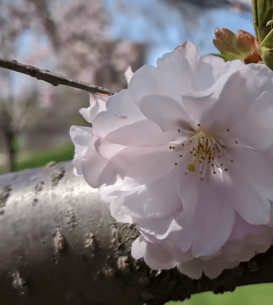 Actualmente,
<b> los árboles ubicados en el extremo sur,</b> incluido el más antiguo del parque, 
<b>ya muestran capullos abiertos y flores visibles.</b>
<br>
<br>Aunque muchos ejemplares se encuentran en las etapas 4 y 5 (cuando los capullos apenas comienzan a abrir), el momento más esperado llegará en la 
<b>etapa 6, cuando ocurre la floración completa. </b>En esta fase, casi todos los capullos se abren y los árboles alcanzan su máximo esplendor.