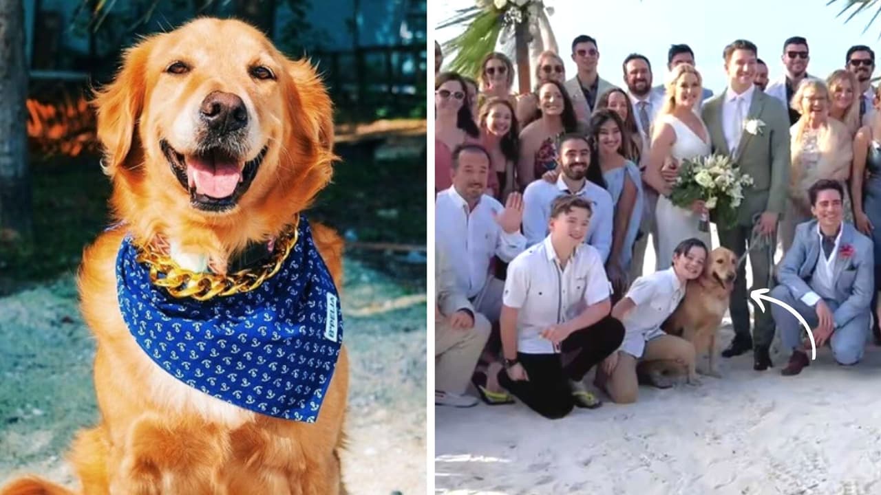 Perrito es invitado a una boda pero sin su dueño y se hace viral: "Tiene más amigos que yo"