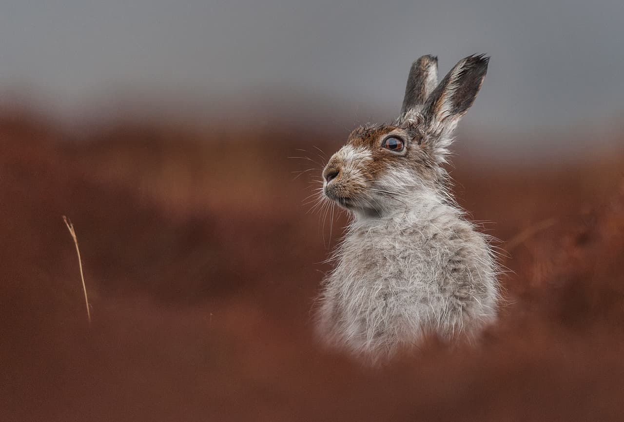 ‘Contemplación’, fotografía ganadora de la categoría 'Retrato de animales', tomada en Inverness, Escocia.