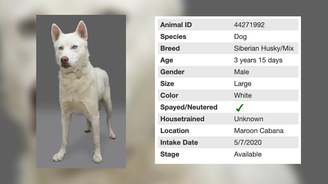 Joker es un perro macho mezcla de husky siberiano, tiene 3 años.