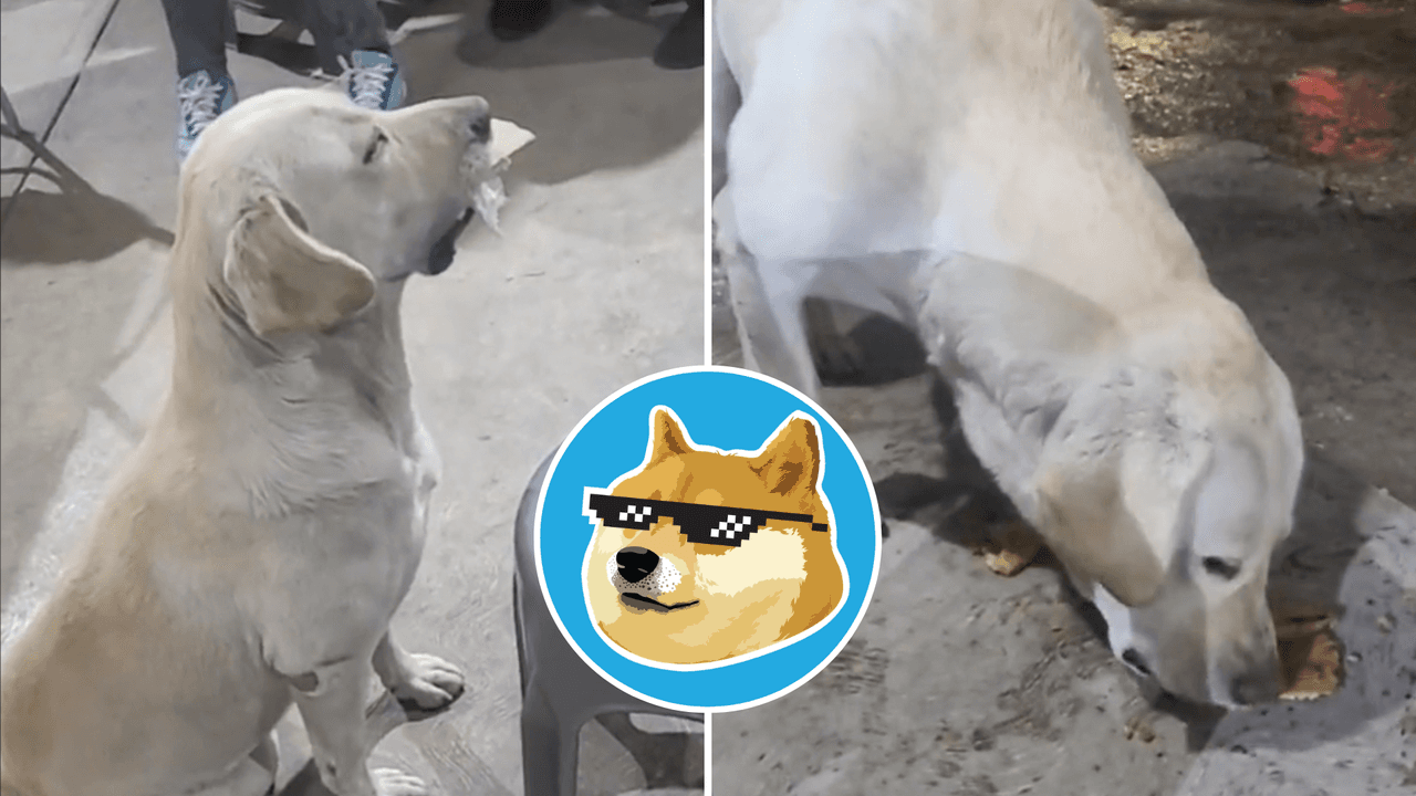 Perrito intercambia objetos comunes por comida: su método de ‘pago’ asombra a TikTok
