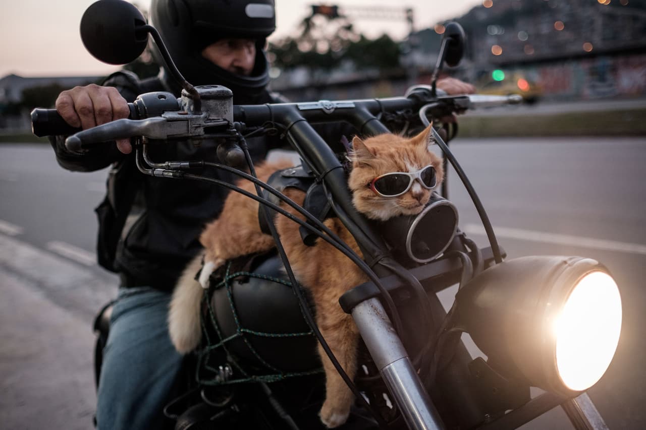 Chiquinho es un gato de 12 años que sale con su dueño a pasear regularmente en Río de Janeiro. La fotografía fue tomada el 19 de junio. AFP / YASUYOSHI CHIBA.
<br>
