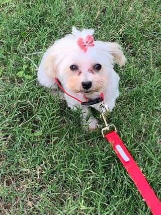 Carmen Amaro dijo que adoptó a esta linda perrita que llegó a su casa asustada y con hambre.
<br>