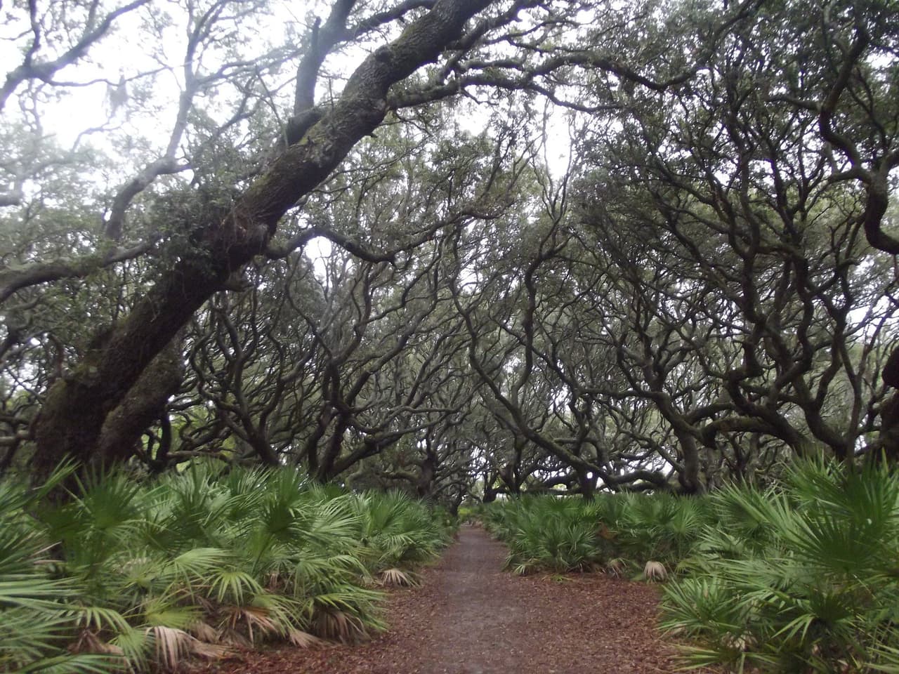 <b><a href="http://www.nps.gov/cuis " target="_blank">Cumberland Island</a></b>. Viaja con tu mochila a esta salvaje pero serena isla de barrera frente a la costa sur de Georgia entre las ruinas de la mansión Carnegie, caballos salvajes y armadillos. El clima templado de Cumberland y la escasez de insectos en el invierno hacen que los meses más fríos sean un buen momento para caminar por esta costa nacional excepcionalmente hermosa.