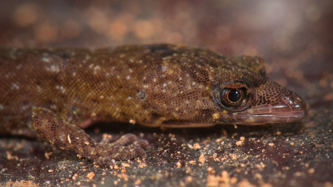Una pequeña maravilla: biólogos texanos descubren nueva especie de lagartija en Venezuela