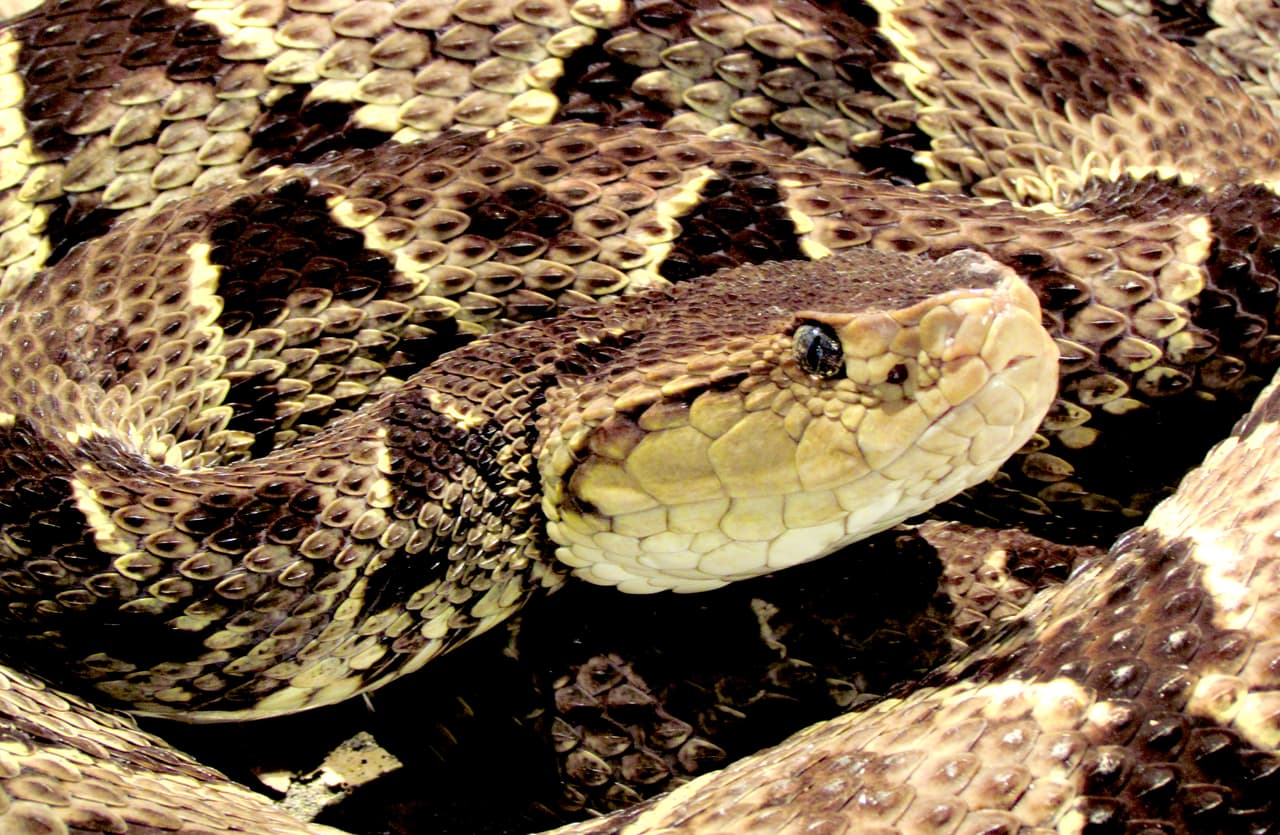 La Terciopelo (
<i>Bothrops asper</i>) posee unos grandes ojos de pupila vertical y lleva muchos nombres en los diferentes países. En todos, sin embargo, es un animal temido pues posee un veneno sumamente tóxico que destruye las células y vasos sanguíneos (hemolítico) y el tejido muscular (necrótico) de las personas. Para la terciopelo, y para las serpientes venenosas en general, el veneno tiene como función principal inmovilizar y matar a sus presas, además de colaborar en el proceso de digestión de estas.