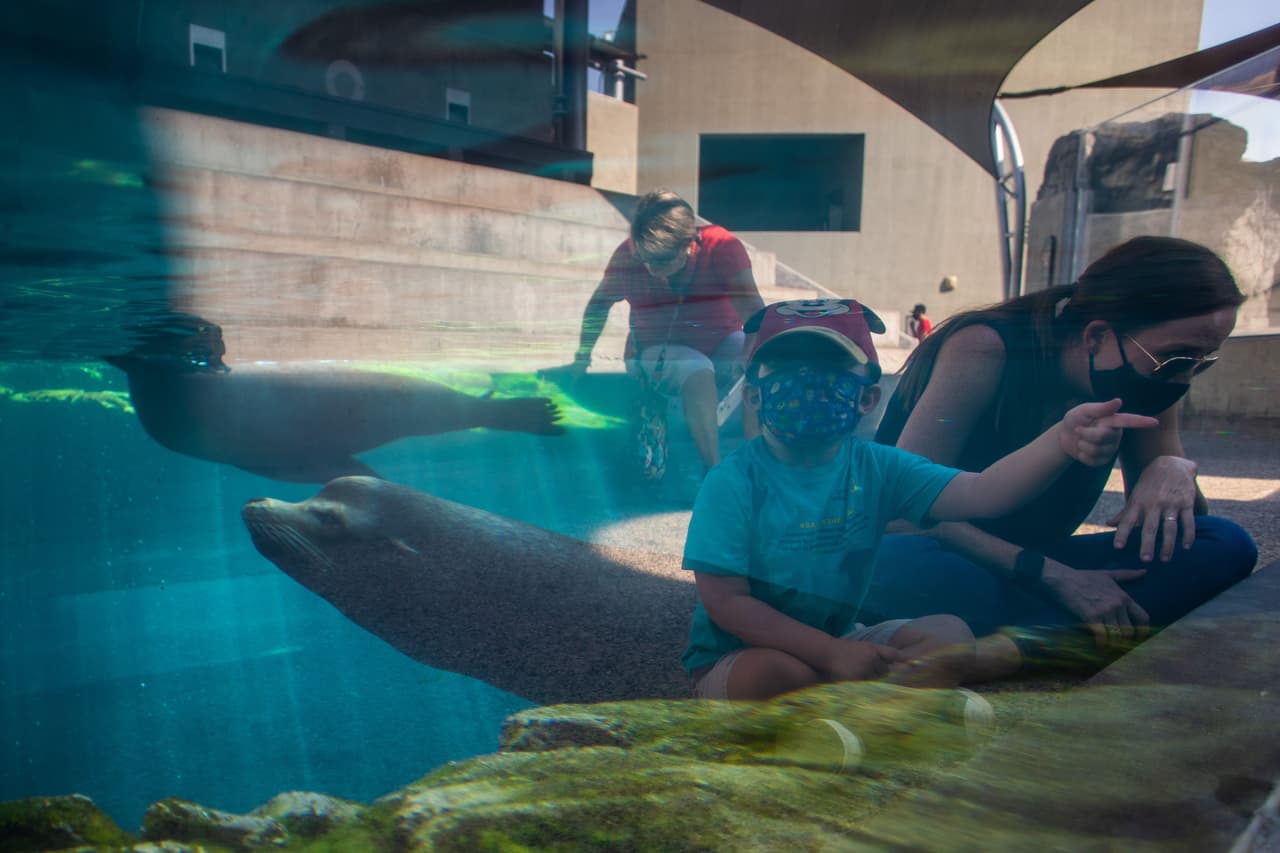 El zoológico de San Diego y el acuario de Long Beach reabren con restricciones