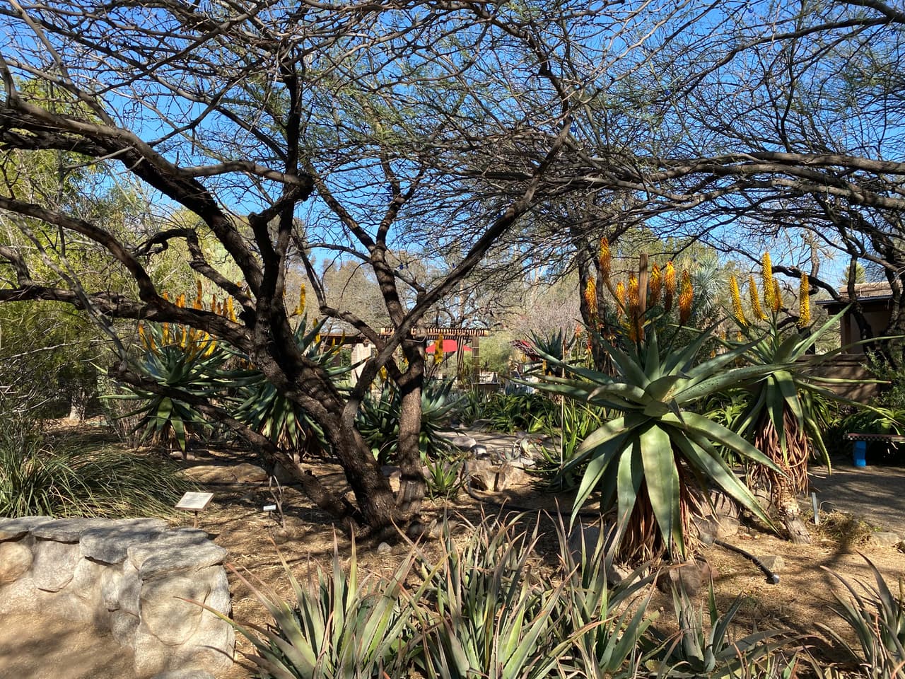 En el lugar se encuentran plantas y cactus de diferentes países del mundo.