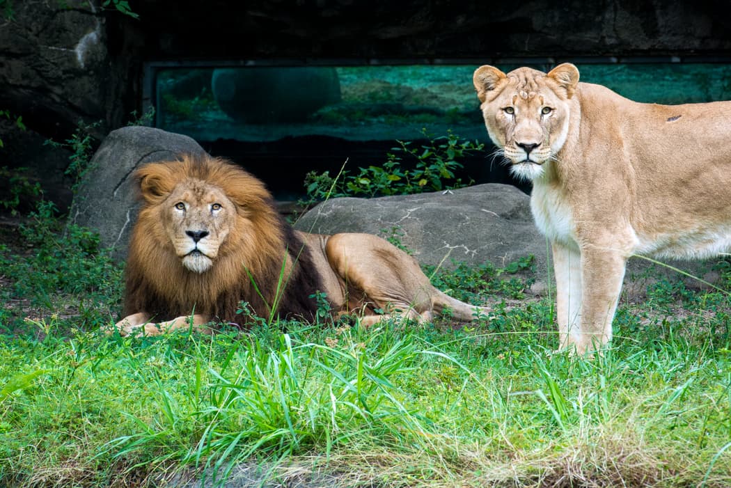 El camino dentro del zoológico se limitará en un solo sentido. Algunas exhibiciones tendrán una protección adicional para cuidar a los animales.