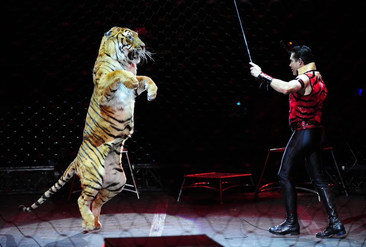 Ha existido mucha presión de activistas a favor de los animales que aseguran que su participación en los shows circenses es cruel e innecesario.