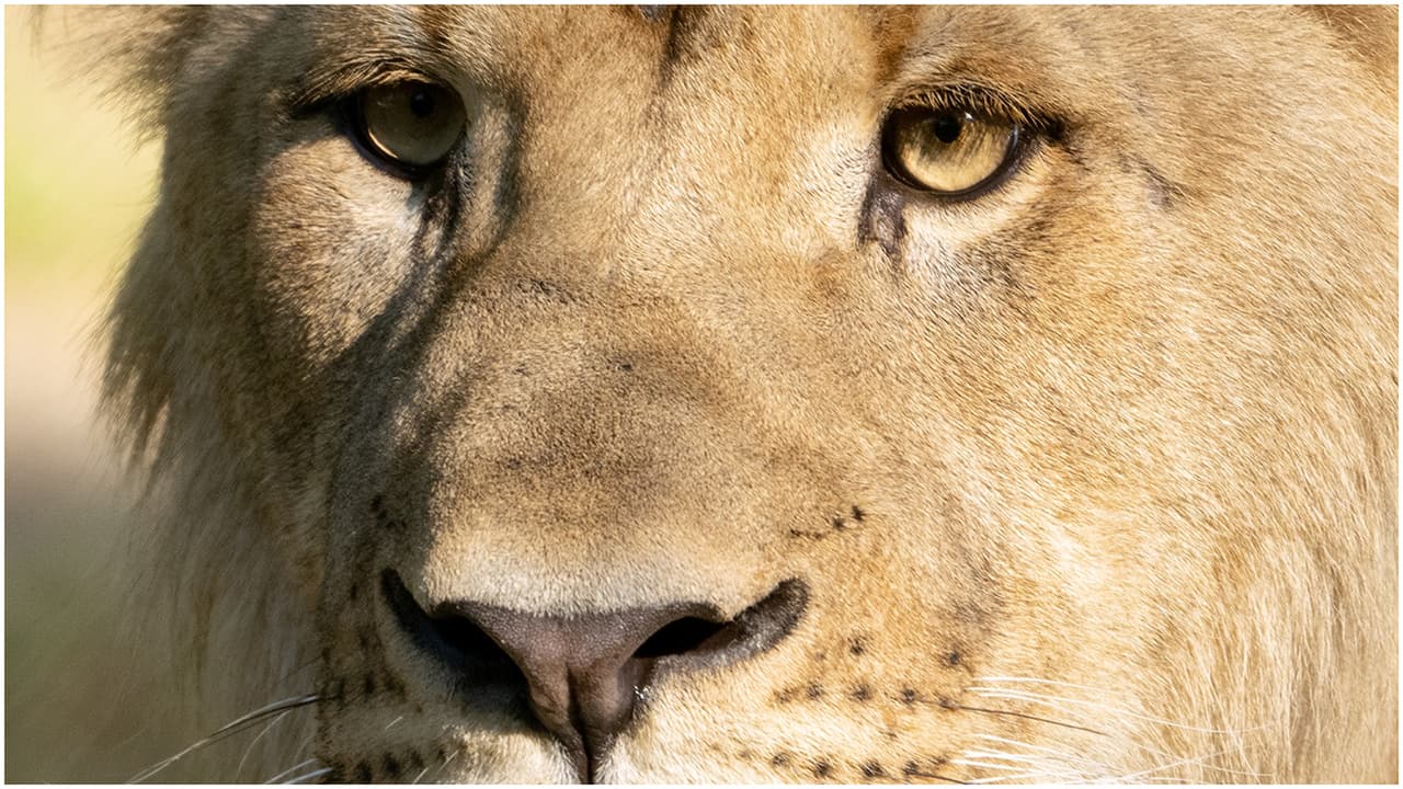 Azizi y Jasiri son leones machos.