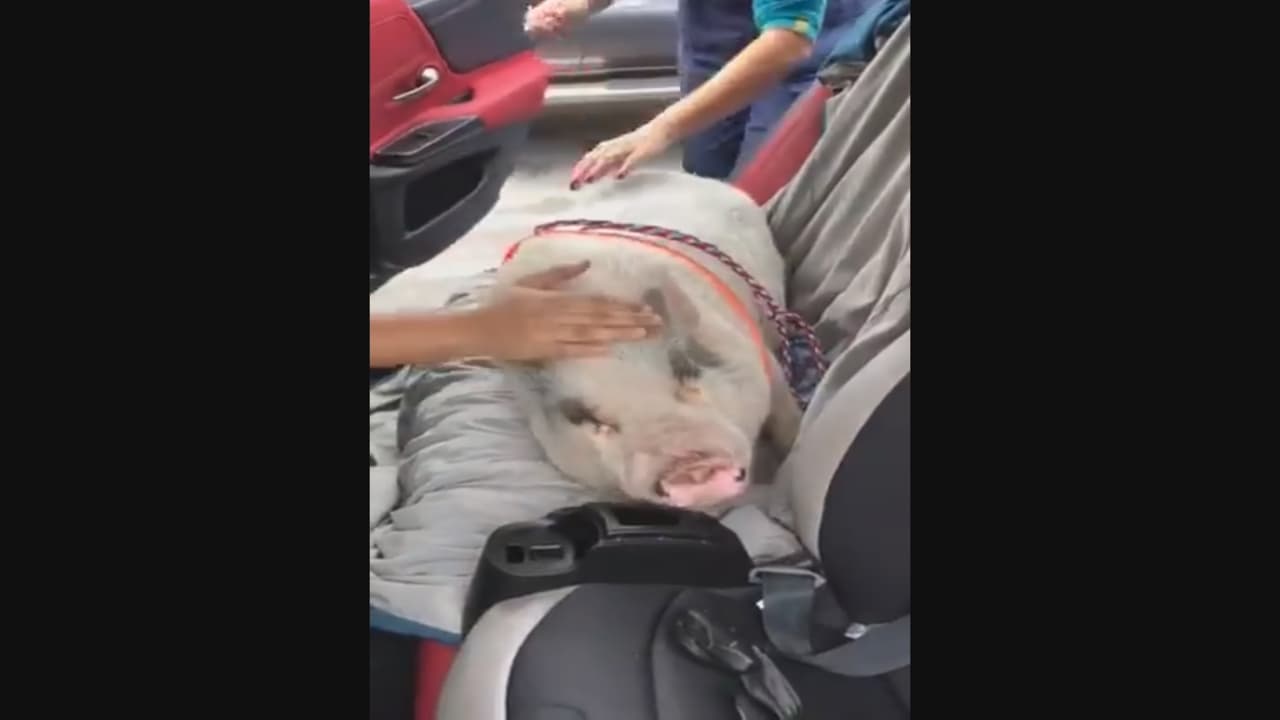 Recuperan su mascota mientras temían lo peor: que la sirvieran en una cena de Año Nuevo