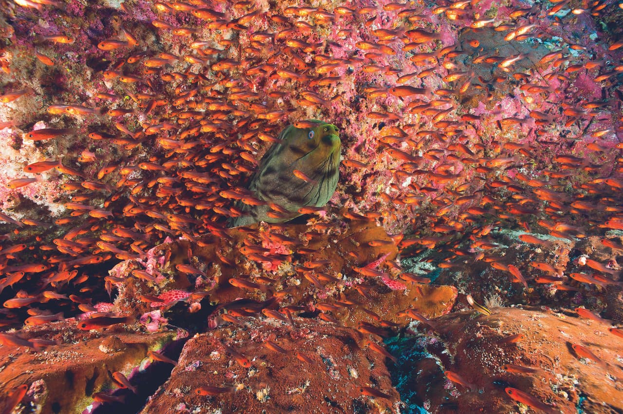 Según estudios hechos en alianza con Nat Geo, en una sola hectárea de agua del parque isla del Coco es posible detectar al menos siete toneladas de peces y otras especies marinas, como tortugas o rayas.