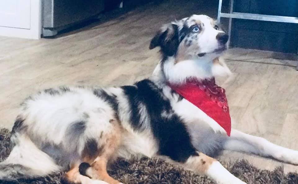 ¿Quién no ha dicho en alguna ocasión: “mientras más te conozco, más quiero a mi perro”, o “tú no tienes a un perro, el pero te tiene a ti”. En fin, los perros no son todo en tu vida, pero hacen tu vida completa.
<br>