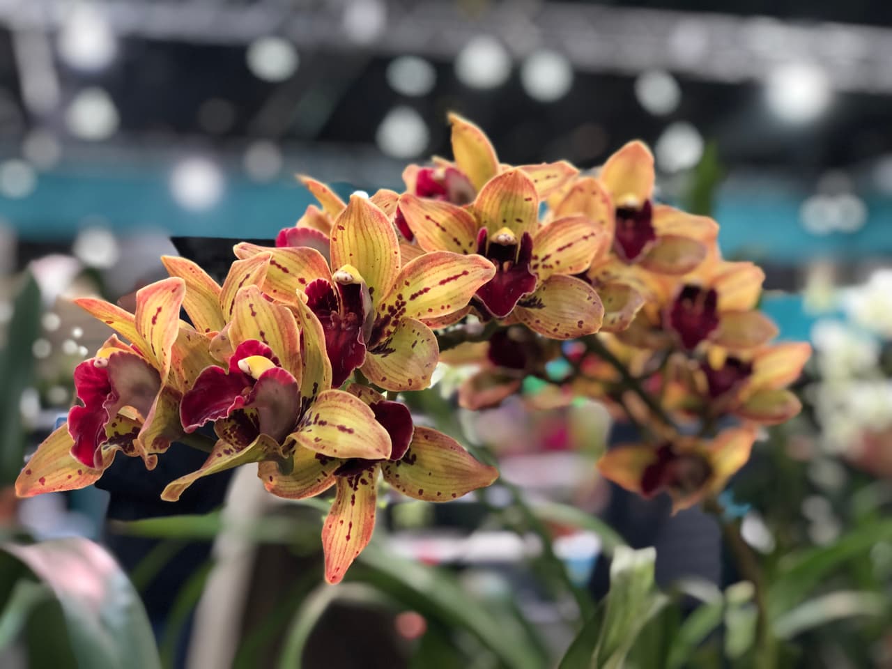 ¡Gracias por tanto, Mamá!
<br>