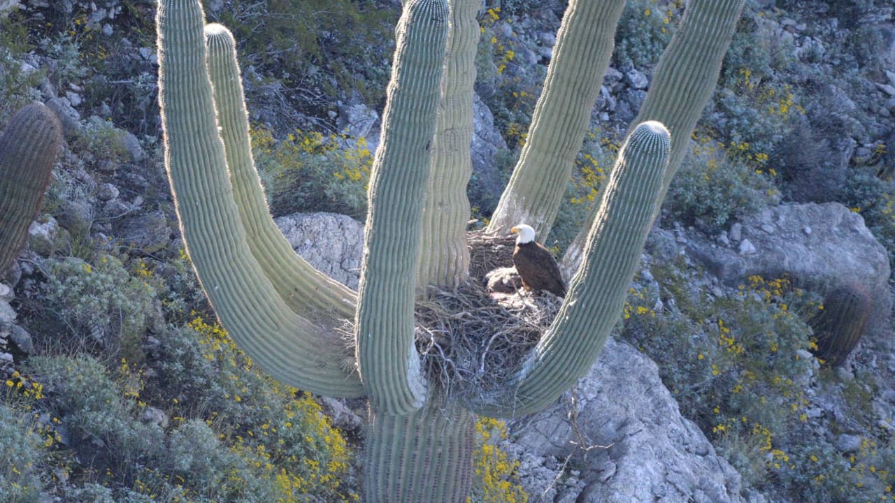 Captan el momento: águilas calvas anidando en los brazos de un cactus en Arizona
